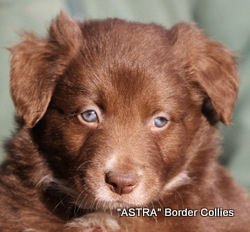 Red and white Male , medium to rough coat, border collie puppy